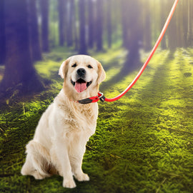 Freihändige Hundeleine