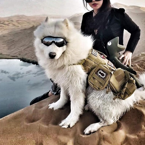 Outdoor-Hundebrille