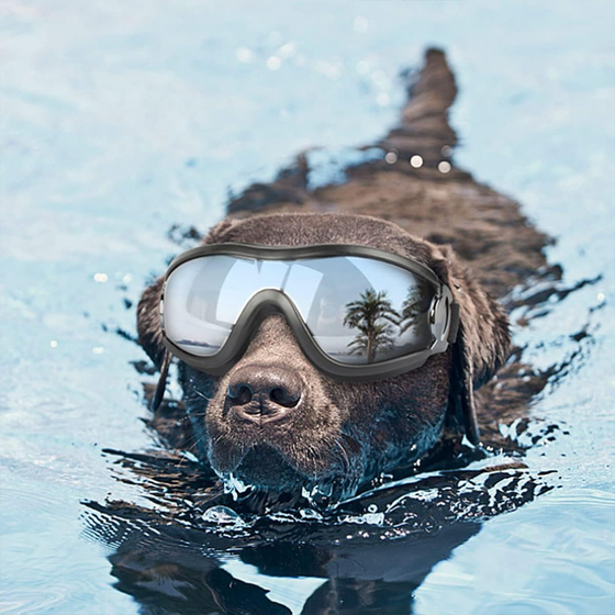 Outdoor-Hundebrille