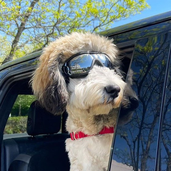 Outdoor-Hundebrille