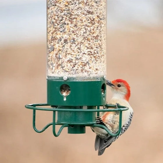 Eichhörnchensicherer Vogelhäuschen