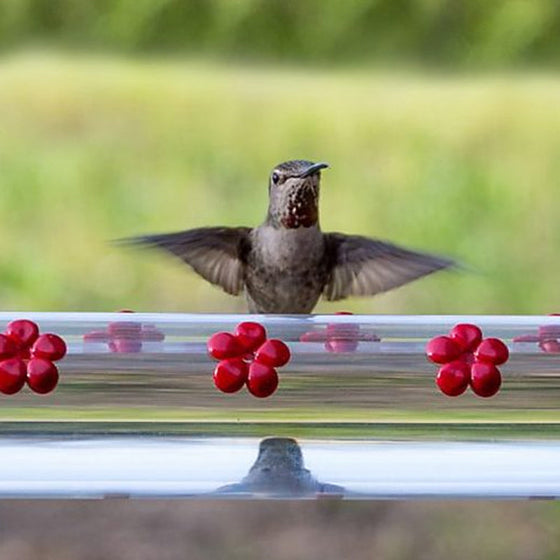 Blumenbar-Kolibri-Futterstation